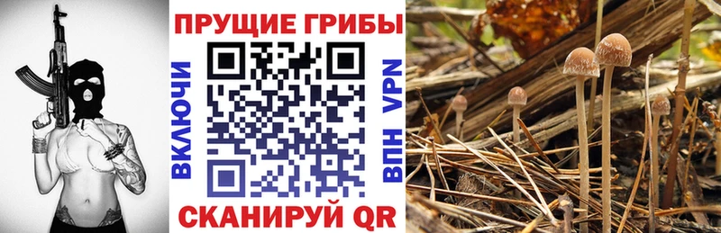 Галлюциногенные грибы MAGIC MUSHROOMS  Пошехонье 